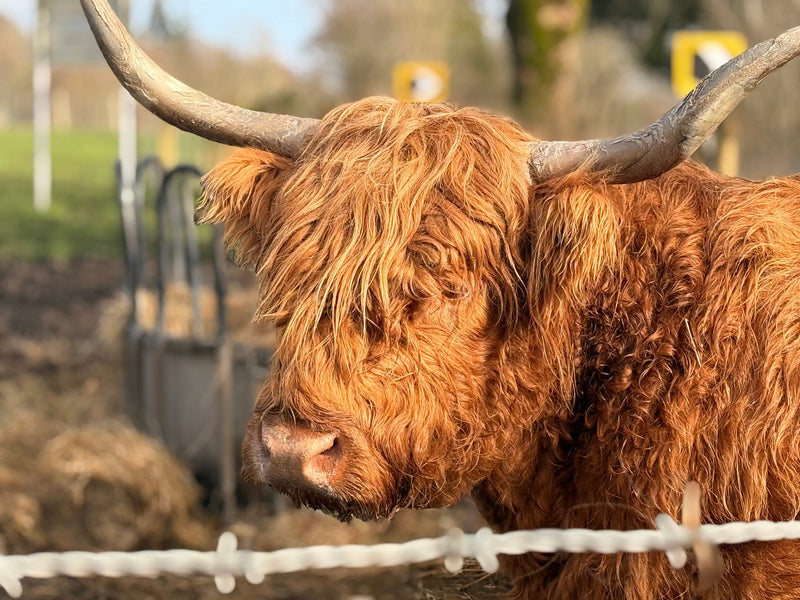 Where to see Highland Cows near Edinburgh